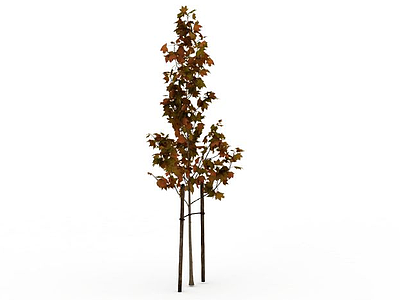 枫树模型3d模型