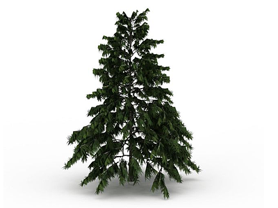 长青树模型3d模型