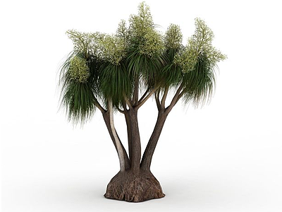 白花针叶灌木模型3d模型