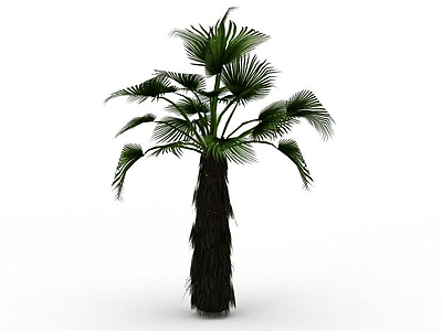 3d亚热带树模型