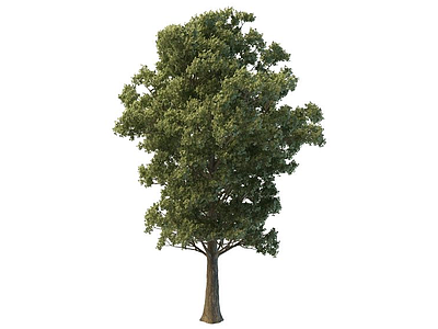 杨树模型3d模型