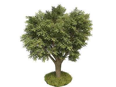 榆木模型3d模型