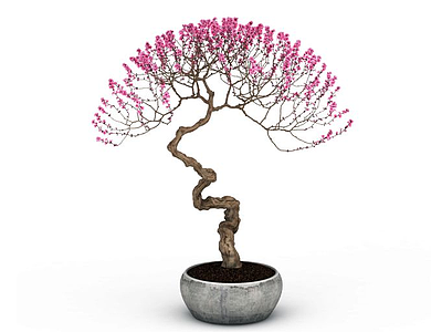 3d粉色梅花盆栽模型