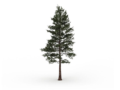 3d杉树模型