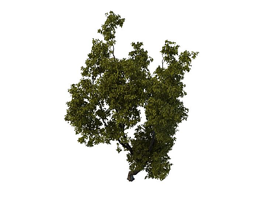 3d<font class='myIsRed'>园林</font>景观树免费模型