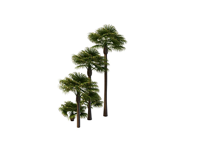 3d棕榈树免费模型