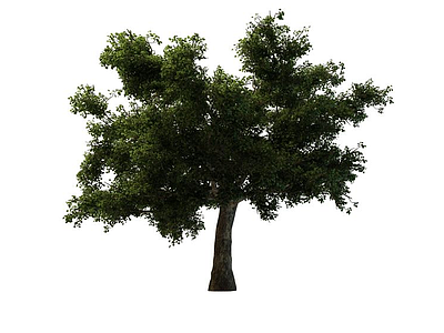 马路绿化树模型3d模型