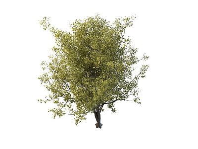 橡树模型3d模型