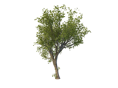 杨树模型