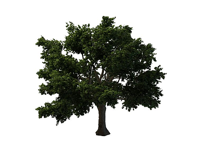 茂密大树香樟树模型