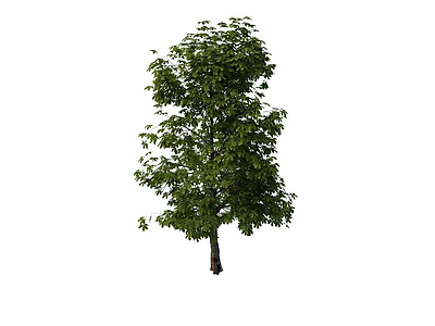 3d五叶树免费模型