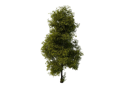 3d绿化环境树模型