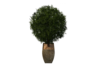 3d杉树盆栽免费模型
