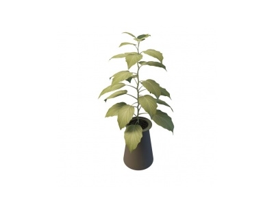 盆栽植物模型3d模型