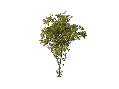 阔叶树模型3d模型