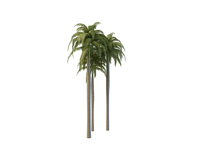 3d椰子树模型