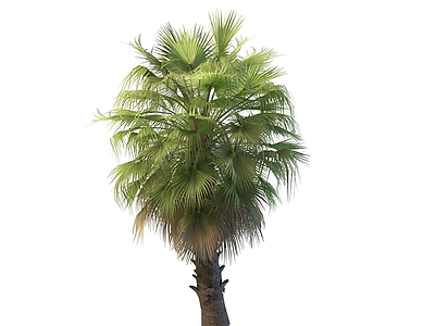 茂盛棕榈树模型3d模型