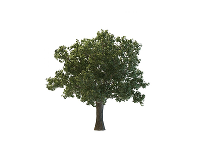 3d伞形大树免费模型