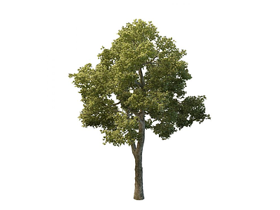 3d道路<font class='myIsRed'>绿化树</font>免费模型