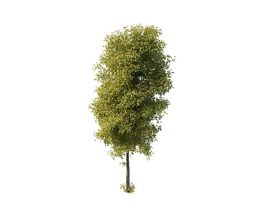 3d园林树木模型