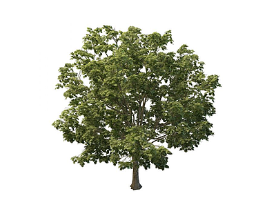 3d公园树木免费模型