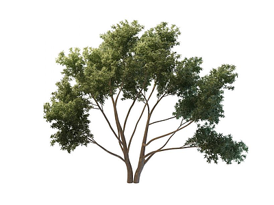 3d茂盛大树免费模型