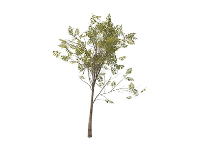绿化苗木模型3d模型
