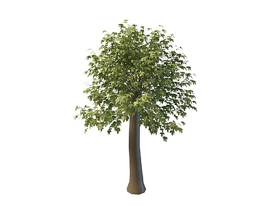 3d大叶枫树免费模型
