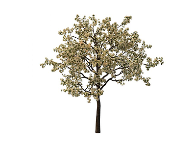 3d樱桃树免费模型