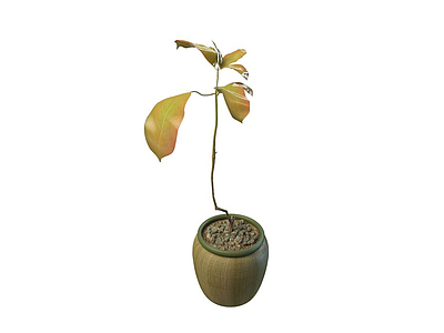 盆栽植物模型3d模型
