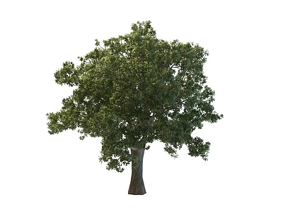 茂盛大树模型3d模型