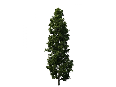 红豆杉模型3d模型