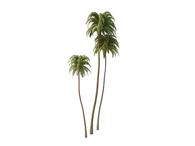 椰子树模型3d模型