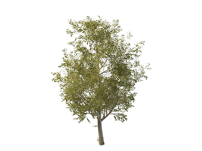 3d庭院大树免费模型