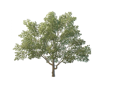 公园树木模型3d模型