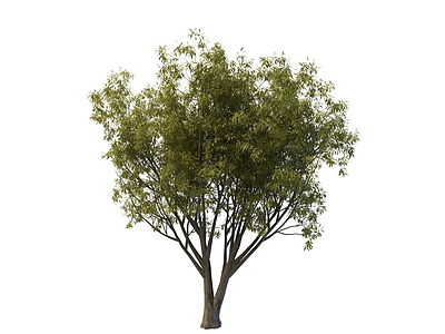 景观树木模型