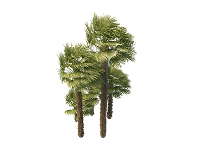 棕榈树模型3d模型