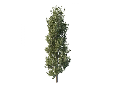 松树模型