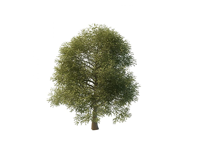 榆树模型3d模型