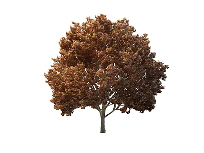 美洲槭树模型3d模型
