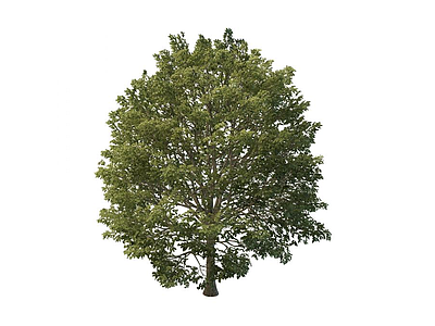 园林树木模型3d模型
