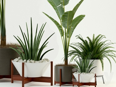 3d室内植物盆栽组合模型