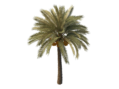 椰子树模型3d模型