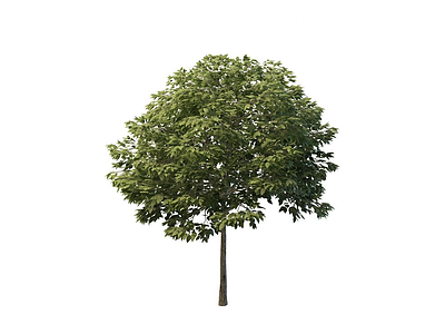 公园树木模型