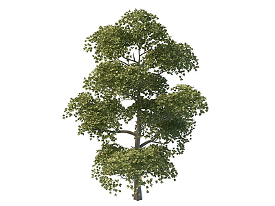 3d绿化环境树木免费模型