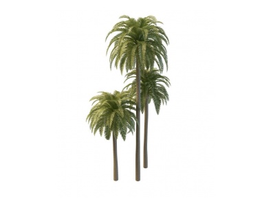 仿真椰子树模型3d模型