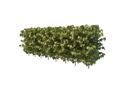 阔叶灌木模型3d模型