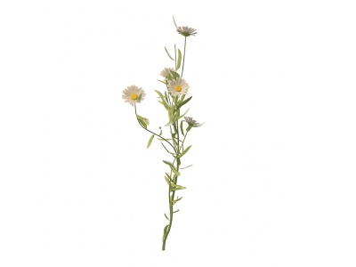 3d白色菊花模型
