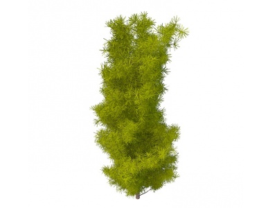 3d针形树免费模型