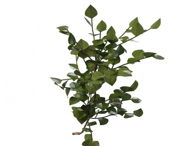 绿叶灌木模型3d模型